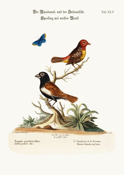 The Amadavad, and the White-breasted Indian Sparrow by George Edwards
